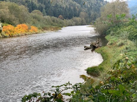 Northwest Cowboy Casanova