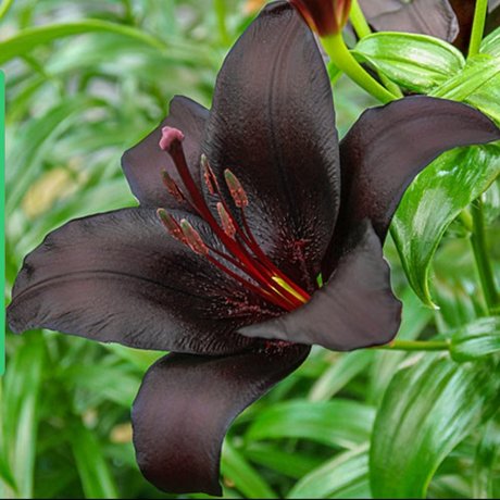Nagie wyciekłe zdjęcie OnlyFans od The Black Lily