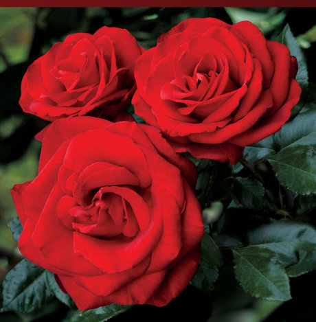 Nagie wyciekłe zdjęcie OnlyFans od Rose Mystik