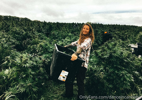 Nagie wyciekłe zdjęcie OnlyFans od Danceincannabis