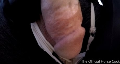 Horse_cock